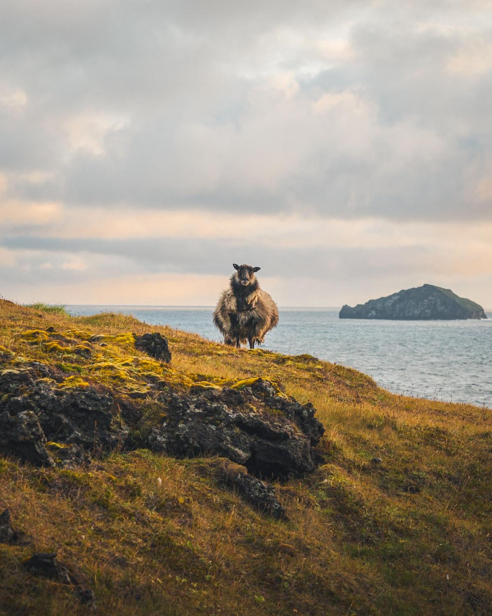 Westman Islands Inn فيستمانايار المظهر الخارجي الصورة